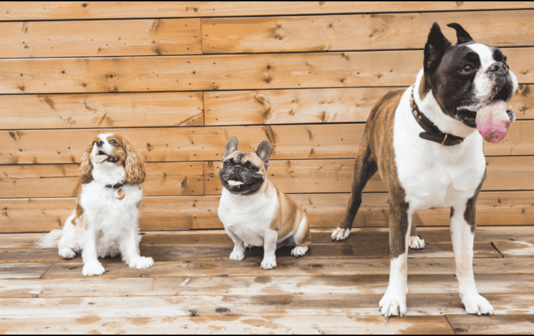 De acuerdo con información de un reconocido portal especializado en cuidado animal, la genética de ciertas razas determina un comportamiento naturalmente pacífico.  CANVA