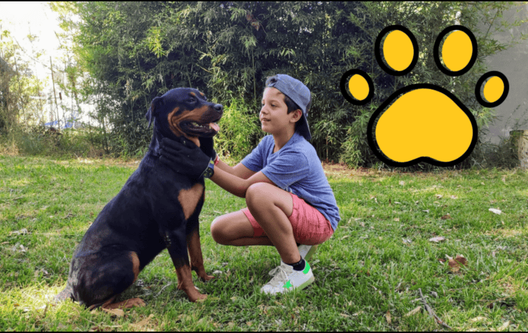 Dale una segunda oportunidad a un lomito abandonado o rescatado, ofreciéndole un hogar permanente, cuidados, salud y cariño. CANVA