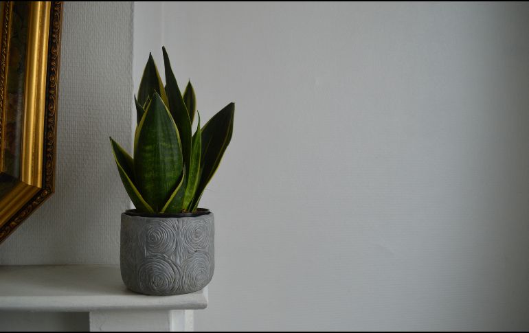 La lengua de suegra continúa siendo una de las plantas favoritas para interiores. Unsplash
