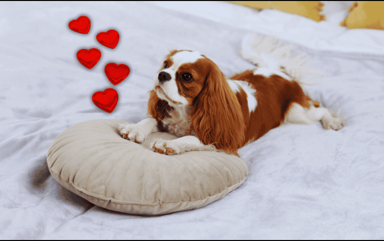 Los perros poseen glándulas sudoríparas en las almohadillas de sus patas, las cuales liberan feromonas únicas cuando rascan una superficie. ESPECIAL / CANVA