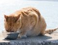 La higiene de estos utensilios es fundamental para cuidar el organismo de los animales domésticos. UNSPLASH / CHERYL NG