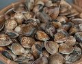 El trabajo analiza restos de moluscos marinos -conchas de caracolillos y lapas- recuperados de la cueva de los Aviones. Pexels