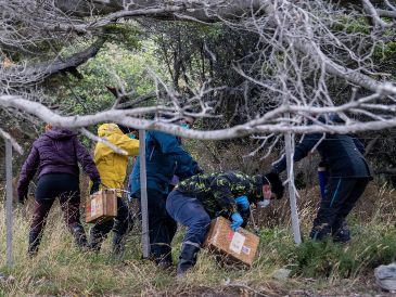 Investigadores argentinos se abren paso entre el lodo para recoger a los roedores. AP/L. Agusti