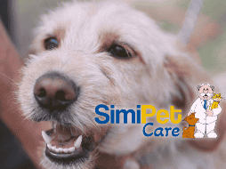 SimiPet representa un alivio significativo para miles de familias que buscan proteger a sus animales sin comprometer su presupuesto mensual. EL INFORMADOR/ARCHIVO