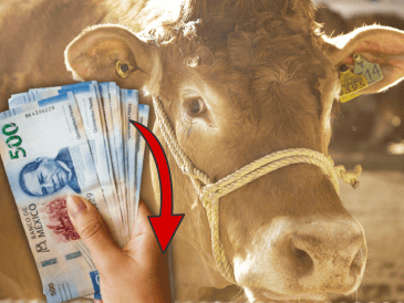 cerca de 1.8 millones de cabezas de ganado se quedaron estancadas en territorio nacional por gusano  barrenador. EL INFORMADOR / ARCHIVO