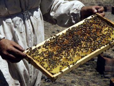 México ocupa el décimo lugar a nivel mundial de producción de miel entre 115 países y en 2025 se alcanzó una producción nacional de 60 mil 297 toneladas. EL INFORMADOR / ARCHIVO