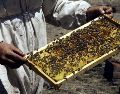 México ocupa el décimo lugar a nivel mundial de producción de miel entre 115 países y en 2025 se alcanzó una producción nacional de 60 mil 297 toneladas. EL INFORMADOR / ARCHIVO