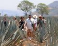 Tequila está entre los principales atractivos turísticos de Jalisco por ser cuna de la tradicional bebida mexicana. EFE/F. Guasco