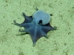 Captura de video del 2015 cedida por la Fundación Charles Darwin que muestra un pequeño pulpo azul, avistado por primera vez durante una expedición de aguas profundas, realizada a bordo del E/V Nautilus, en colaboración con la Fundación Charles Darwin (FCD) y la Dirección del Parque Nacional Galápagos, en el archipielago de Galápagos (Ecuador). EFE/ Fundación Charles Darwin