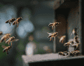 Distintas culturas han coincidido en otorgar a las abejas un valor positivo. CANVA