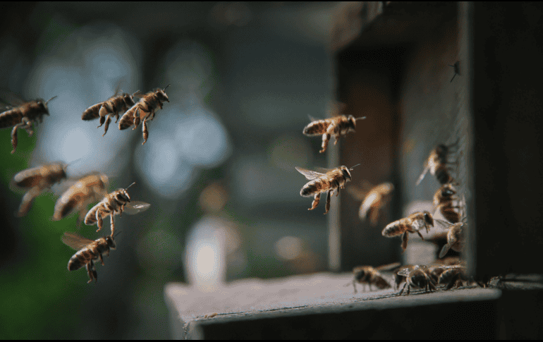 Distintas culturas han coincidido en otorgar a las abejas un valor positivo. CANVA
