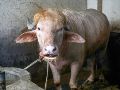 Imagen de archivo de wl búfalo albino de 700 kg, llamado Donald Trump y convertido en una sensación viral, en la granja agrícola Rabeya Agro Farm, en el distrito de Narayangonj, en las afueras de Dhaka, Bangladesh, el 19 de mayo de 2026. EFE/M. ALAM