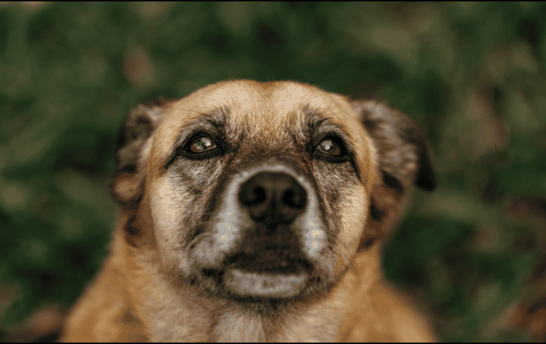 Los perros mestizos gozan de gran salud y son menos propensos a las enfermedades hereditarias. CANVA