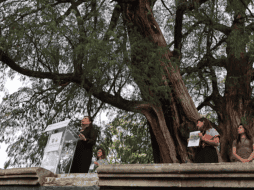 Estas acciones refuerzan el compromiso de la ciudad por preservar su memoria biológica y urbana, asegurando que estos gigantes verdes permanezcan intactos para las futuras generaciones. SUN/F. Zamora