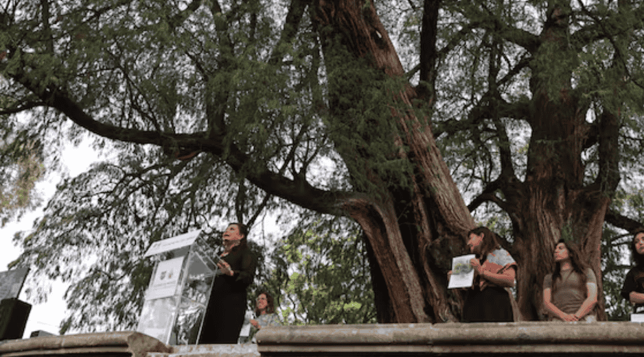 Estas acciones refuerzan el compromiso de la ciudad por preservar su memoria biológica y urbana, asegurando que estos gigantes verdes permanezcan intactos para las futuras generaciones. SUN/F. Zamora