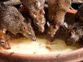 Deshacerte de una invasión de ratas es más fácil de lo que crees. ESPECIAL/PEXELS