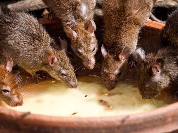 Deshacerte de una invasión de ratas es más fácil de lo que crees. ESPECIAL/PEXELS