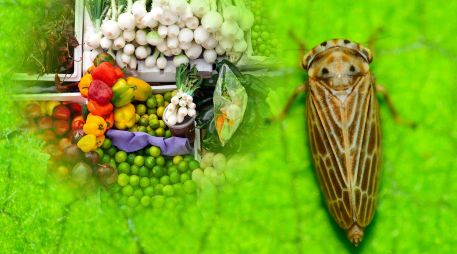 El insecto saltahojas Polyamia arachnion fue detectado en cargamento de verduras en la frontera de Nogales, Arizona. ESPECIAL / CANVA