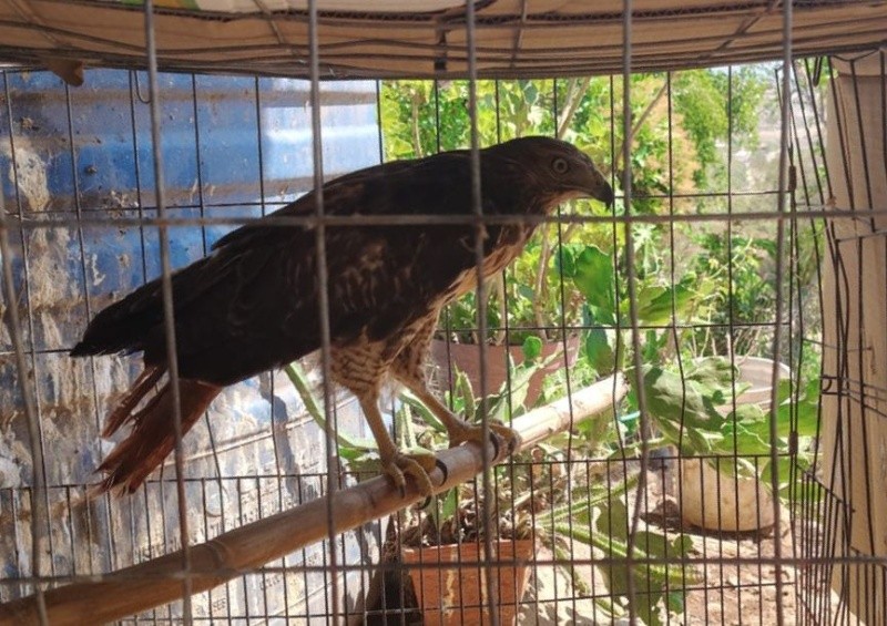 &nbsp;Águila cola roja. ESPECIAL