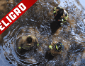 Para mitigar los riesgos, es fundamental que los conductores eviten transitar por zonas de inundación recurrente. ESPECIAL / CANVA