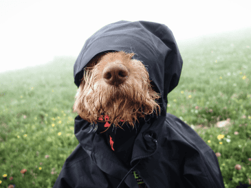 Mantener al perro mojado durante mucho tiempo puede favorecer problemas dermatológicos. CANVA