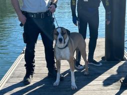 Voluntarios del servicio de rescate marítimo de Nueva Gales del Sur, en el este de Australia, rescataron a un perro que fue arrastrado por el mar tras caer desde unas rocas en una localidad costera. EFE/Marine Rescue