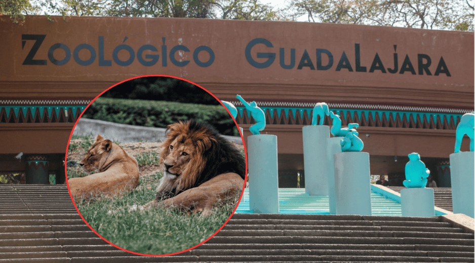 El ejemplar de león africano fue revisado por un equipo de médicos veterinarios del Zoológico Guadalajara. EL INFORMADOR/ARCHIVO