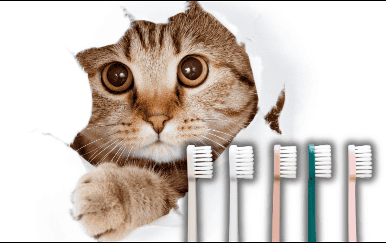 Ignorar la salud oral del felino puede desencadenar incluso enfermedades cardiacas o renales. ESPECIAL/Canva