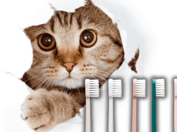Ignorar la salud oral del felino puede desencadenar incluso enfermedades cardiacas o renales. ESPECIAL/Canva