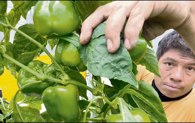 Más de 160 organizaciones de productores firmaron una carta dirigida a México, EU y Canadá donde advierten riesgos para cadenas de suministro y abasto de alimentos. ESPECIAL