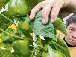 Más de 160 organizaciones de productores firmaron una carta dirigida a México, EU y Canadá donde advierten riesgos para cadenas de suministro y abasto de alimentos. ESPECIAL