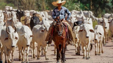 Texas alberga el mayor inventario de ganado vacuno de Estados Unidos, con más de 12 millones de cabezas. ESPECIAL/PEXELS