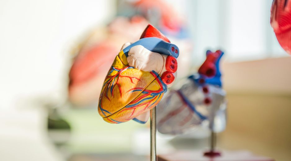 Uno de los beneficios más destacados de este ejercicio es su capacidad para contribuir al control de la presión arterial, especialmente en personas con hipertensión leve o moderada. Unsplash