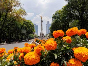 La flor de cempasúchil florece en Paseo de la Reforma para dar una bienvenida inolvidable a los visitantes del torneo futbolístico más grande, el Mundial 2026. SUN / O. Alvarado