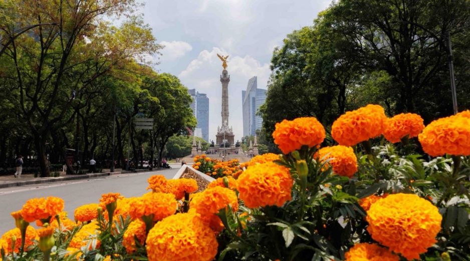 La flor de cempasúchil florece en Paseo de la Reforma para dar una bienvenida inolvidable a los visitantes del torneo futbolístico más grande, el Mundial 2026. SUN / O. Alvarado
