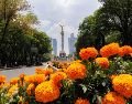 La flor de cempasúchil florece en Paseo de la Reforma para dar una bienvenida inolvidable a los visitantes del torneo futbolístico más grande, el Mundial 2026. SUN / O. Alvarado