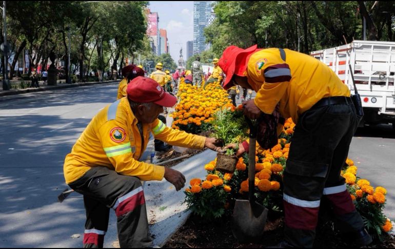 La Secretaría del Medio Ambiente de la CDMX confirmó que la plantación anticipada en los camellones centrales es embellecer la metrópoli ante los ojos del mundo entero. SUN / O. Alvarado