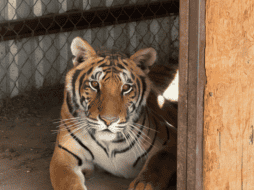 El tigre de bengala es una especie que se distribuye principalmente en el continente asiático. PROFEPA