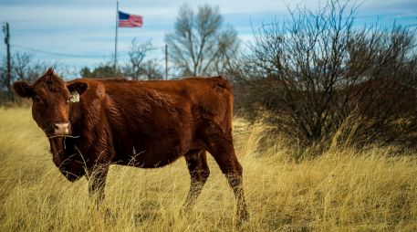 Autoridades utilizarán la técnica del insecto estéril para controlar al gusano barrenador en Texas. ESPECIAL/PEXELS