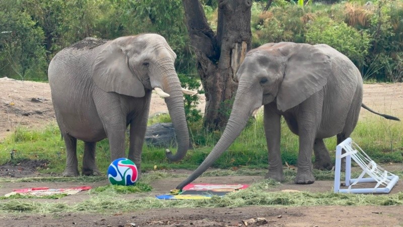 Kenia, la elefanta africana, le dio su voto de confianza a México ante Sudáfrica. CORTESÍA&nbsp;