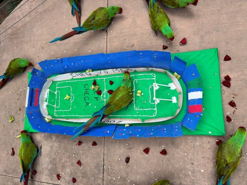 &nbsp;María y Nova, las guacamayas, también se decidieron por México. CORTESÍA