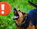 En el mundo de las mascotas, existe un rumor persistente sobre ciertas razas de perros que, supuestamente, desconocen a sus dueños con el paso del tiempo. ESPECIAL / CANVA