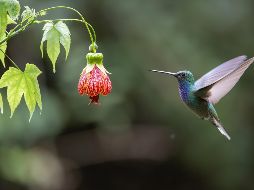 Las investigaciones demuestran que las flores comerciales populares, como las rosas o los girasoles, no están entre las favoritas de los colibríes. ESPECIAL/PIXABAY