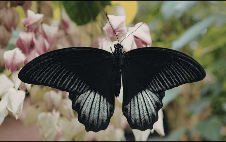 Quienes creen en el simbolismo espiritual suelen prestar atención a ciertos detalles cuando encuentran una mariposa negra en casa. CANVA