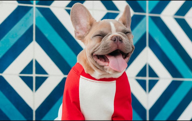 El Bulldog francés se ha popularizado en la última década gracias a su carácter afable, su adaptabilidad y su escasa necesidad de ladrar. Unsplash