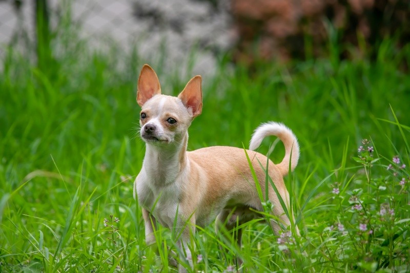 El chihuahua demuestra que el tamaño no define la inmensa capacidad de amar. UNSPLASH / &nbsp;J. ALZATE