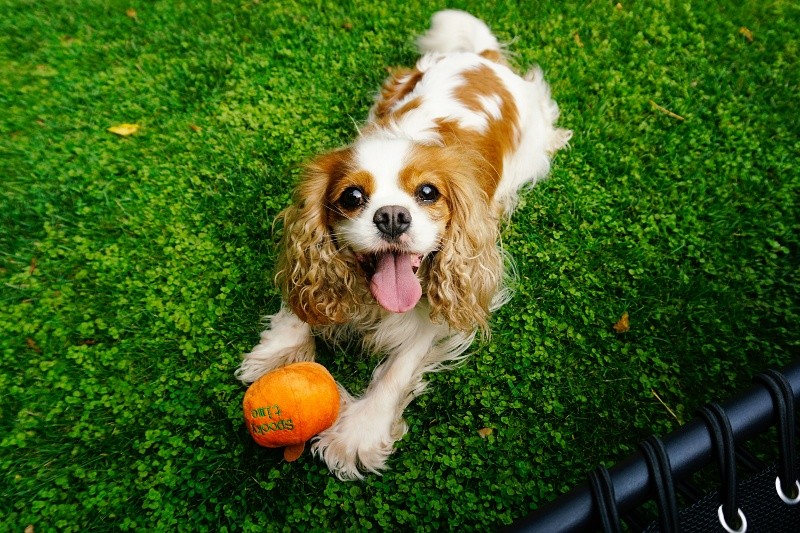 El Cavalier King Charles Spaniel es extremadamente amigable; se lleva bien con otras mascotas. UNSPLASH / R. SAUTER