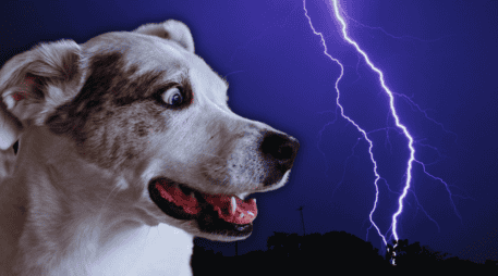 El miedo a las tormentas no es un simple capricho animal, sino una condición clínica conocida como fobia a los ruidos. ESPECIAL / CANVA