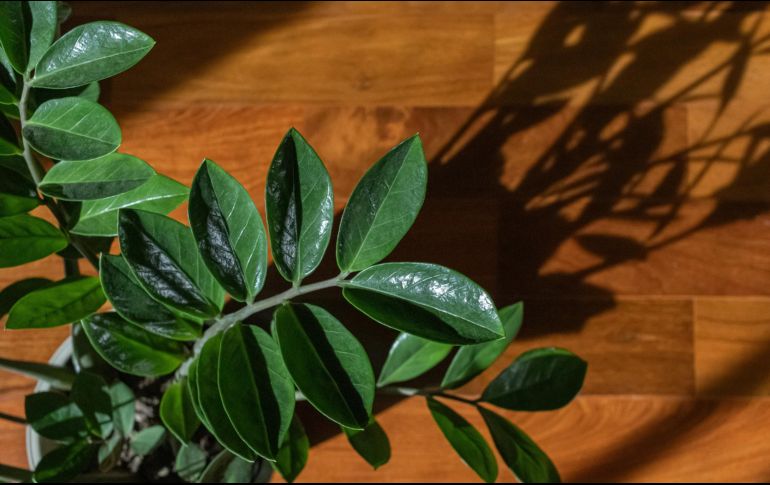 Estudios psicológicos respaldan que convivir con naturaleza en interiores disminuye la ansiedad y fomenta una sensación general de bienestar. Unsplash