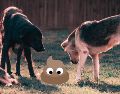 Conoce los mejores métodos naturales recomendados por especialistas para mantener el jardín libre de heces y orina de perro. PEXELS / G. Yetimova